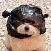皮蛋肥肉丸