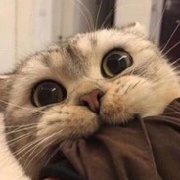 霜枫染秋