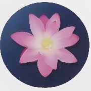 Charlotte524