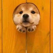 沙鹰打不到人