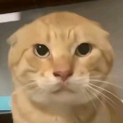 圆头耄耋6657