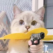 哪来的猫啊