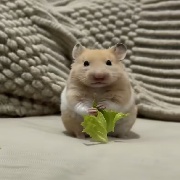 想要皮肤的枪玩