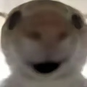 小椰zzz