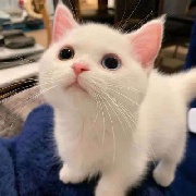 Anyanz