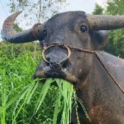 是牛不是野