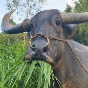 后花园牛娃
