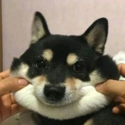 呆瓜又马枪啦