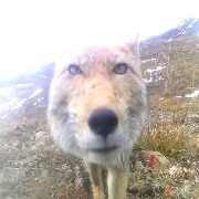 狗熊岭第一hun子