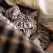 秋意渐浓孤夜月明