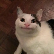 预瞄喵