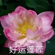 花开富貴520