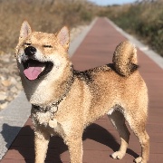 有油的柚子皮