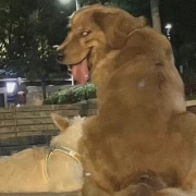 j一定会j