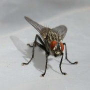 Allergeutic