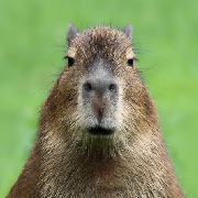 Capybara-
