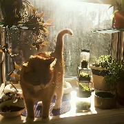 猫语晚枫