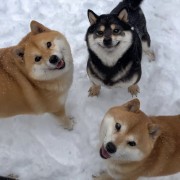 黔东南小趴菜