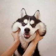 哈士奇笑不咧嘴