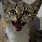 安静的静