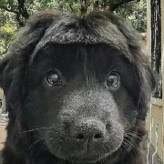 尼尼孩孩我们回家