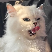 猥琐且爱嚼脓锬