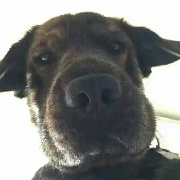 抓抓狗子闻闻手