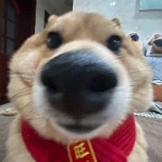 莱山会-猎枭