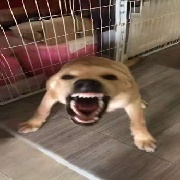 暴力火猴AxiLift