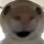 Bogekinius