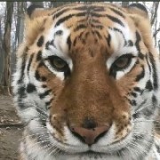 Major第一打野良郑