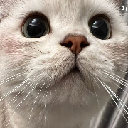 邪恶银渐喵