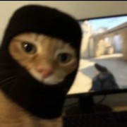 黑猫不喜欢睡觉