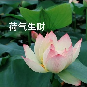 Lotusing
