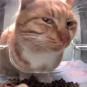 是老的但没什么用