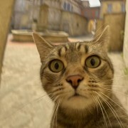 青青鸟原懒羊羊