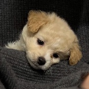 狗卷goujuan