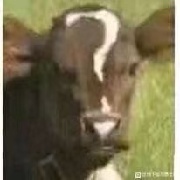 老头乐1