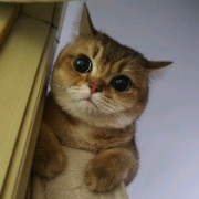追本的懒猫