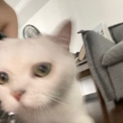 聪辩先生