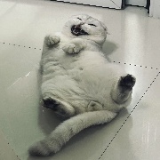 哈库呐祃塔塔