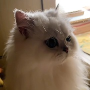 莫借孤光说旧愁