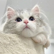 小鱼的新生活
