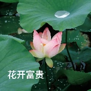 异世界的樱岛麻衣
