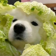 总是累累的
