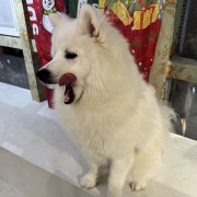 洪池欲siu则不达