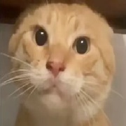 耄耋再也不哈气了
