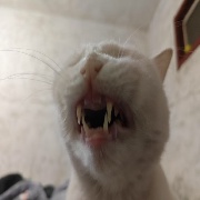 BIGBOSSLWL