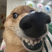 搭边锅巴