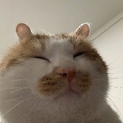 小小蚁国王